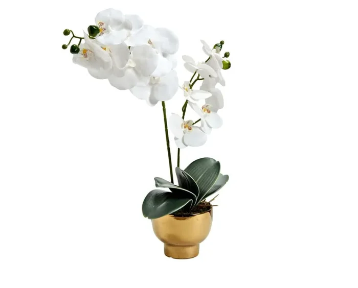 28″ Orchid in Ceramic Pot