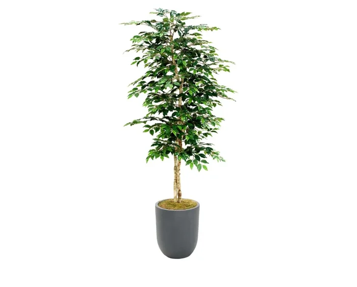 7′ Ficus Tree
