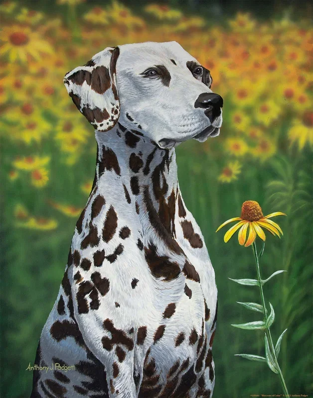 Blossoms of Color—Dalmatian