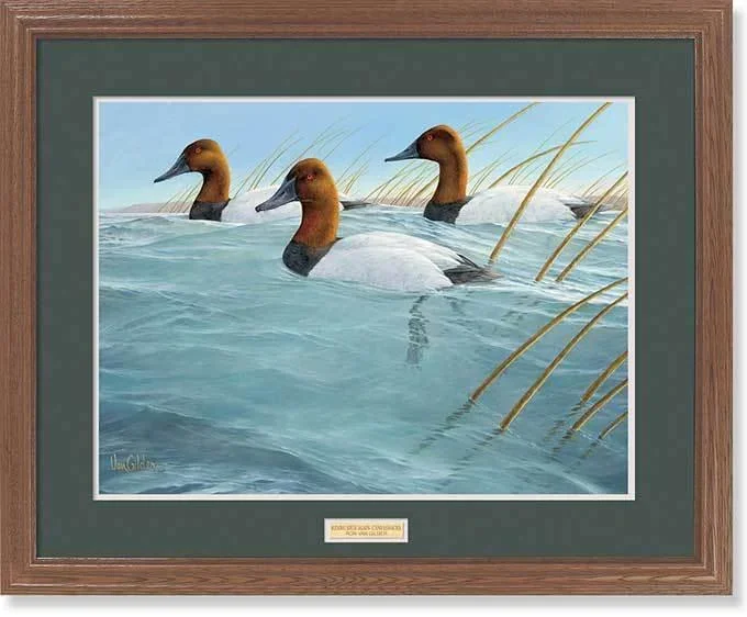Riding High Again—Canvasbacks