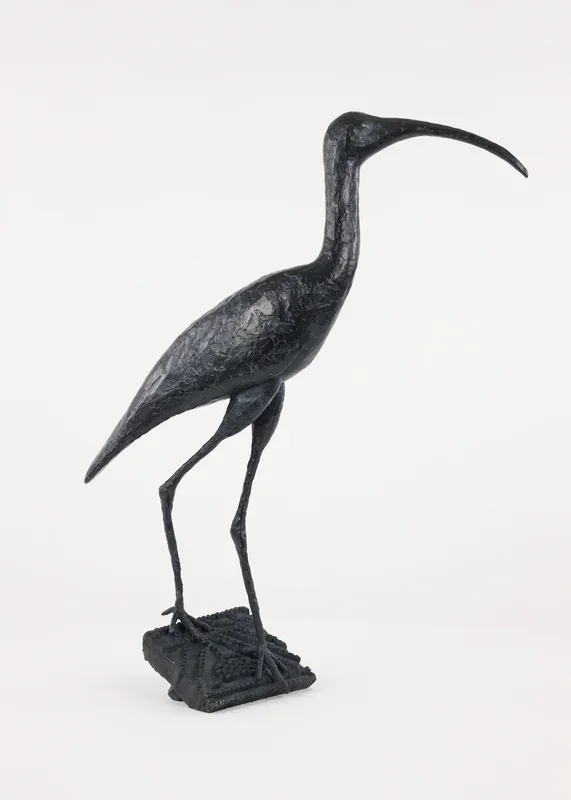 Sacred ibis